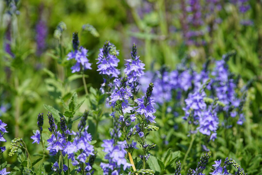 Veronica plant for the treatment of fungus