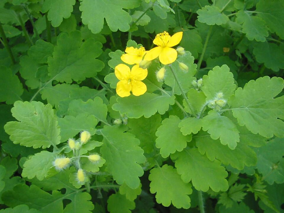 Growing celandine anywhere helps to get rid of nail fungus quickly